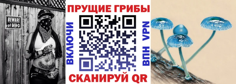 Купить где  Кумертау  Псилоцибиновые грибы Cubensis 